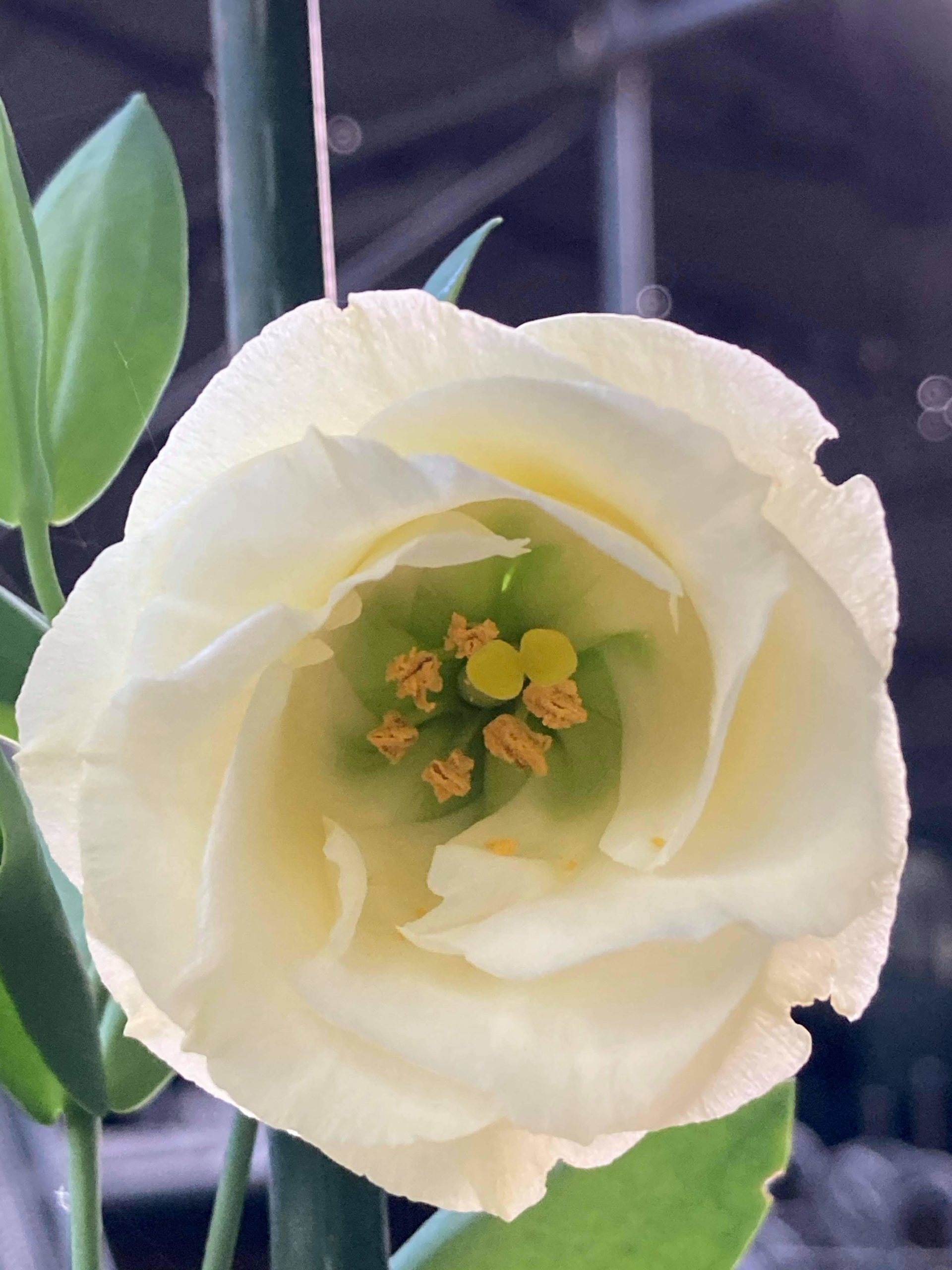 こねぎ と あさつき と わけぎ と ひともじ の違いとは 七花ファームダイアリー